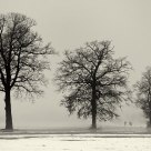 Foggy Morning
